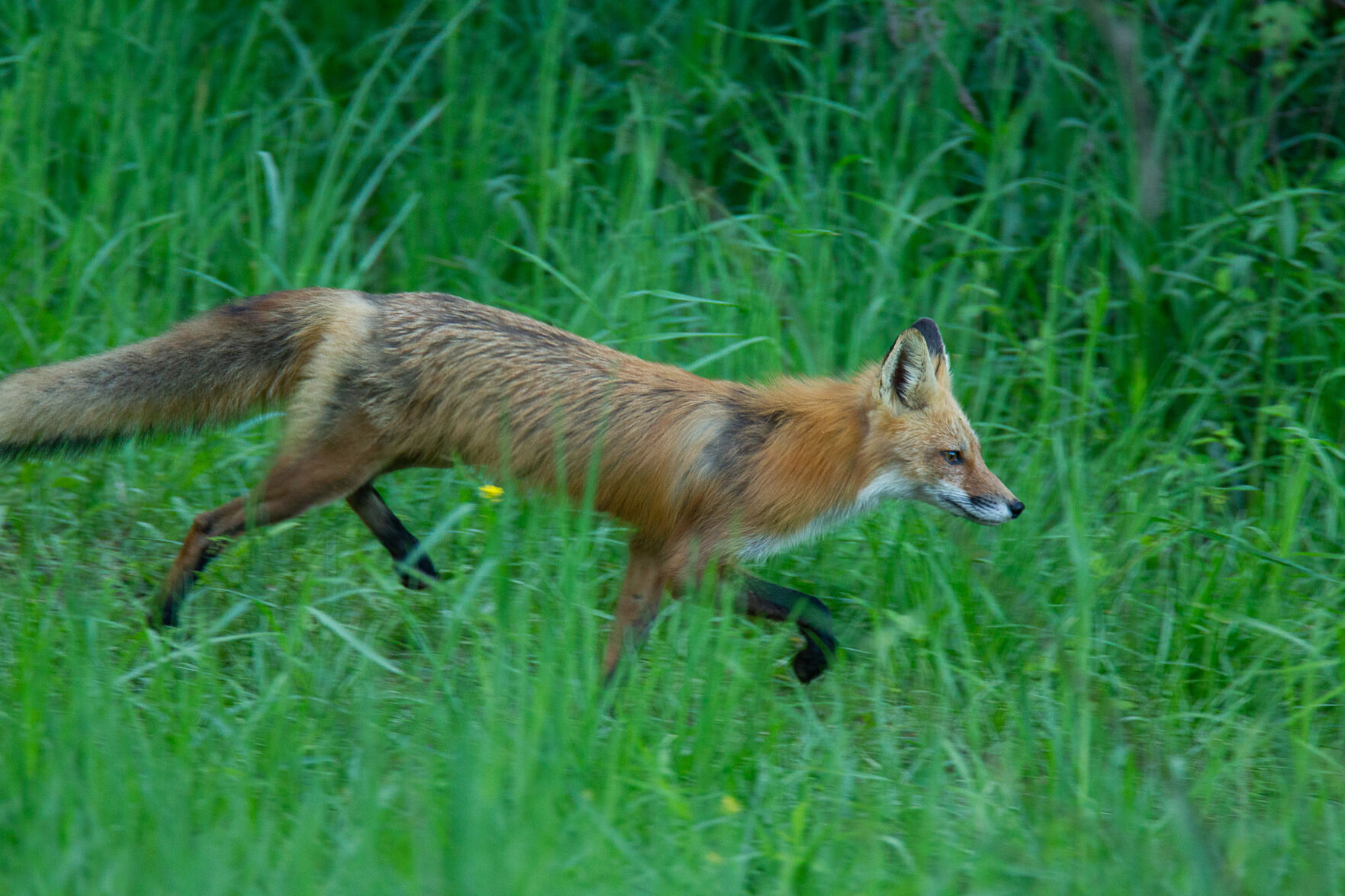 Red Fox